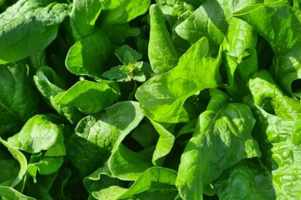 Spinat im Beet