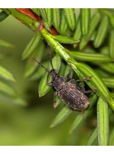 Dickmaulrüssler erwachsener Käfer