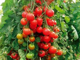 Cocktailtomate 'Zuckertraube', ©ReinSaat