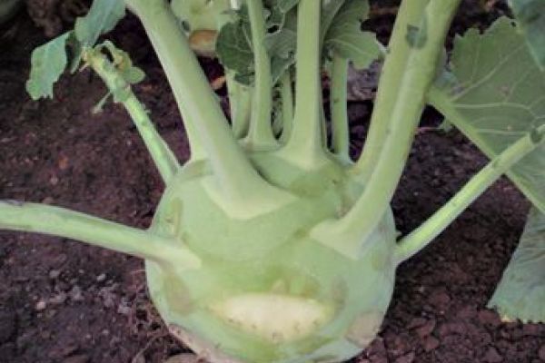 Kohlrabi, ©ReinSaat