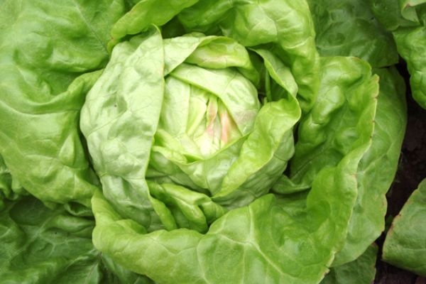 Kopfsalat 'Maikönig', ©ReinSaat