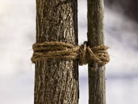 Kokos-Baumanbinder am Baum