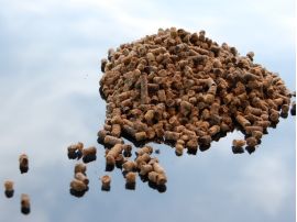 Pellets aus Bio-Schafwolle