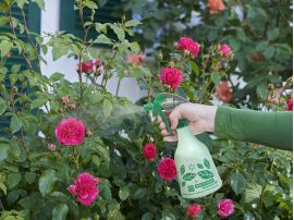 Rosenblüten werden mit Sprühflasche besprüht