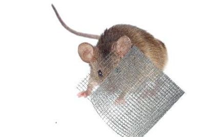 Wühlmaus hinter Gitterrolle