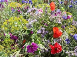 Blühmischung 'Bienenproviant'