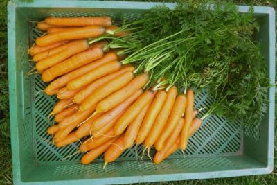 Karotte 'Nantaise 2', ©ReinSaat