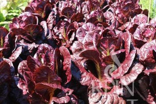 Weinroter Romanasalat der Sorte Rosha