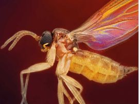 Trauermücke Makroaufnahme