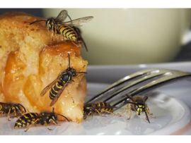 Wespen auf Kuchen