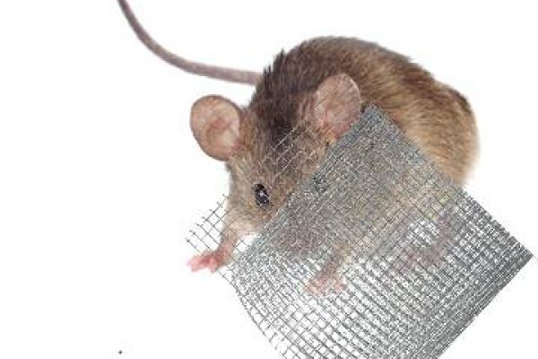 Wühlmausschutzgitter