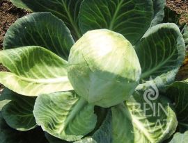 Weißkrautkopf mit Blattrosette und gelb-grünem Kopf der Sorte Dowinda