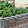 Hochbeet mit Gemüse