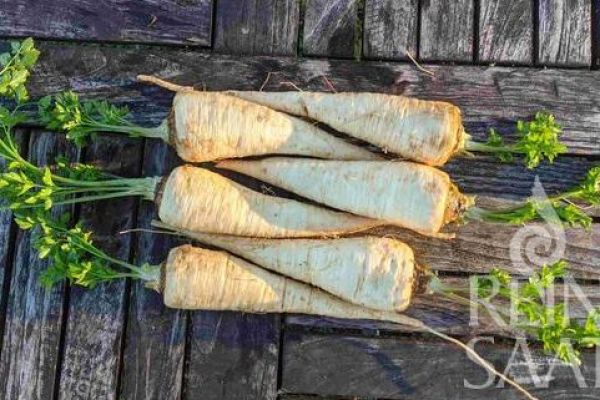 Wurzelpetersilie Kinsky