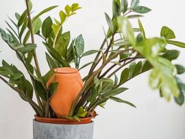 Olla steckt in Blumentopf mit Pflanze