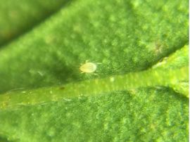 Tütchen mit Raubmilben gegen Weichhautmilben, Thripse und Weiße Fliegen