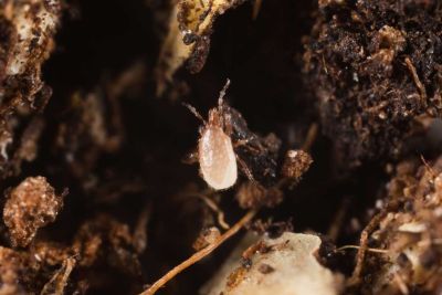 Raubmilben gegen Rote Vogelmilben und Blutmilben