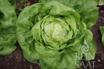 großer gelbgrüner Salatkopf der Sorte 'Larissa'