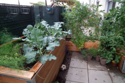 bepflanztes bio-garten Terrassenbeete