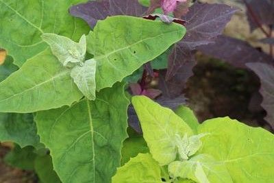 hellgrüne, dunkelgrüne und rote Blätter der Gartenmelde Tricolor