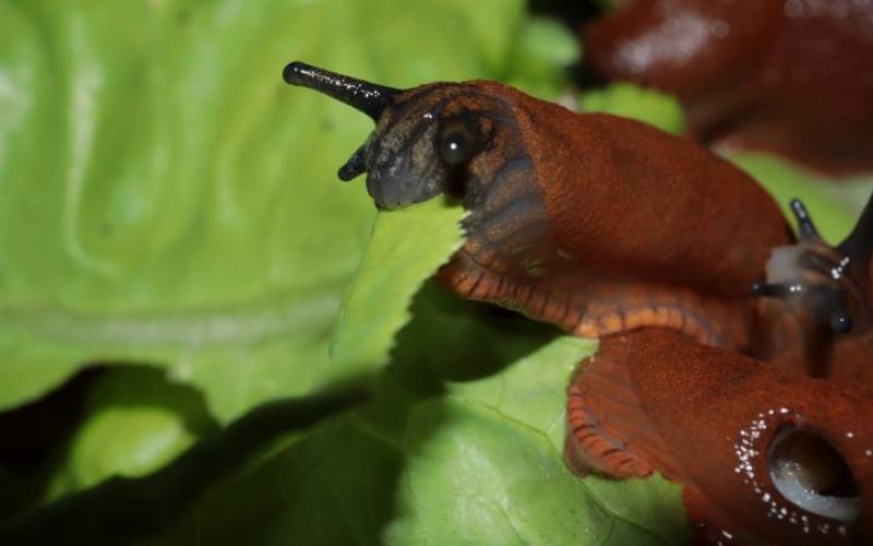 Schnecke auf Salat