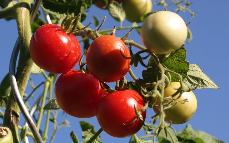 Tomaten im Himmel