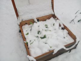 winterharte Pflücksalate und Asiagemüse-Sorten im Frühbeet