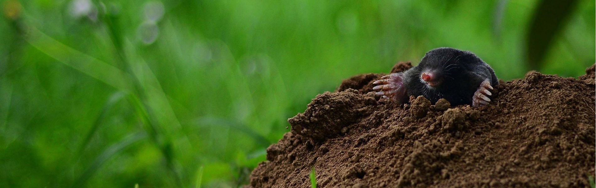 bio-garten Ratgeber mit Maulwurf