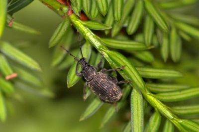 Dickmaulrüssler am Zweig