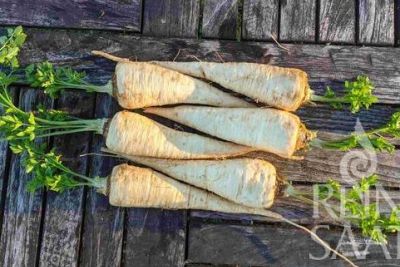 Wurzelpetersilie Kinsky