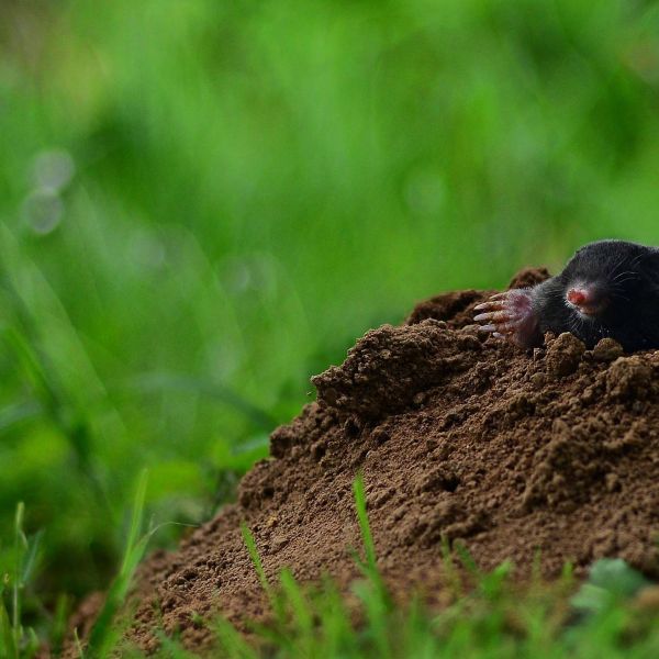 bio-garten Ratgeber mit Maulwurf