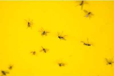 Trauermücken auf Gelbsticker
