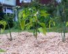 Miscanthus Mulch mit Paprika Pflanze und Lauch