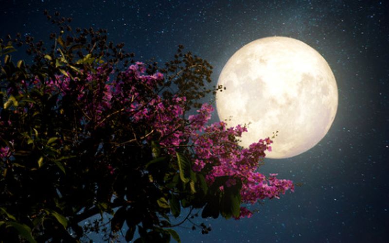 Blühender Strauch im Mondschein