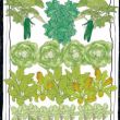Plan einer Hochbeetbeflanzung mit gEmüse für Smoothies wie Wassermelone Salat Grünkohl und Gurken