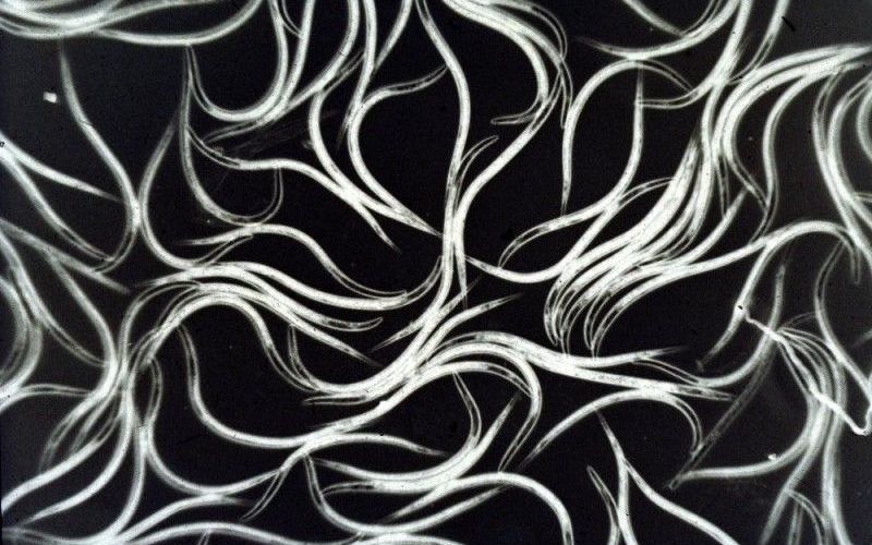 Nematoden