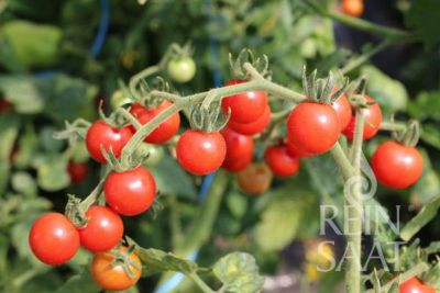 Kleine, rote Tomaten der Sorte rote Ribisel