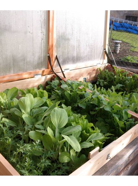 Hochbeet aus Holz, Nützlinge, Frühbeet, BioSamen und Mischkultur im