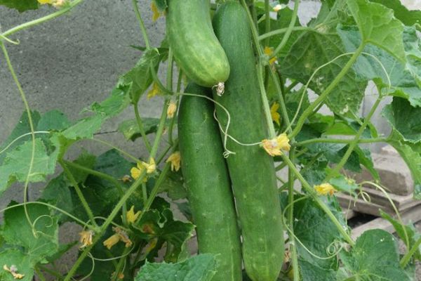 Gurke 'Tanja', ©ReinSaat