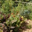 Hochbeet aus Holz, Nützlinge, Frühbeet, BioSamen und Mischkultur im