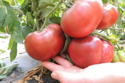 Tomate 'Tschernij Prinz', ©ReinSaat