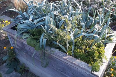 bepflanztes bio-garten Hochbeet