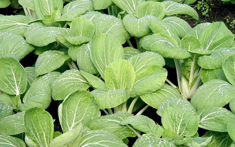 Wintergemüse Pak Choi