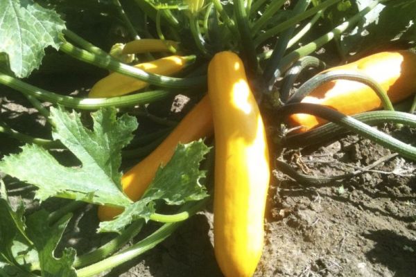 Zucchini 'Gold Rush' ©ReinSaat