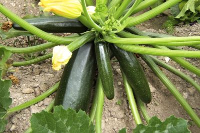 Zucchini 'Black Beauty' ©ReinSaat