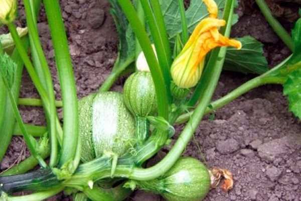 Zucchini 'Tondo chiaro di Nizza' ©ReinSaat