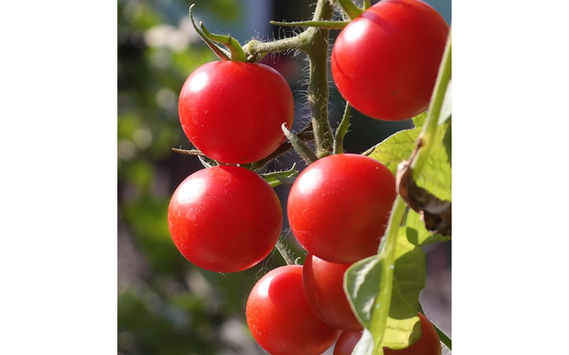 Rote Tomaten