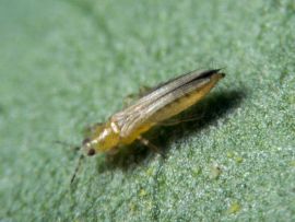 Thrips auf einem Blatt