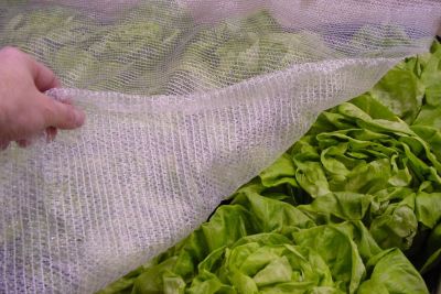 Klimanetz auf Salatbeet als Schutz gegen Kälte