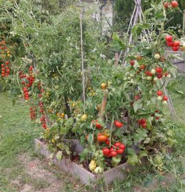 Tomatenpyramide aus Lärchenholz